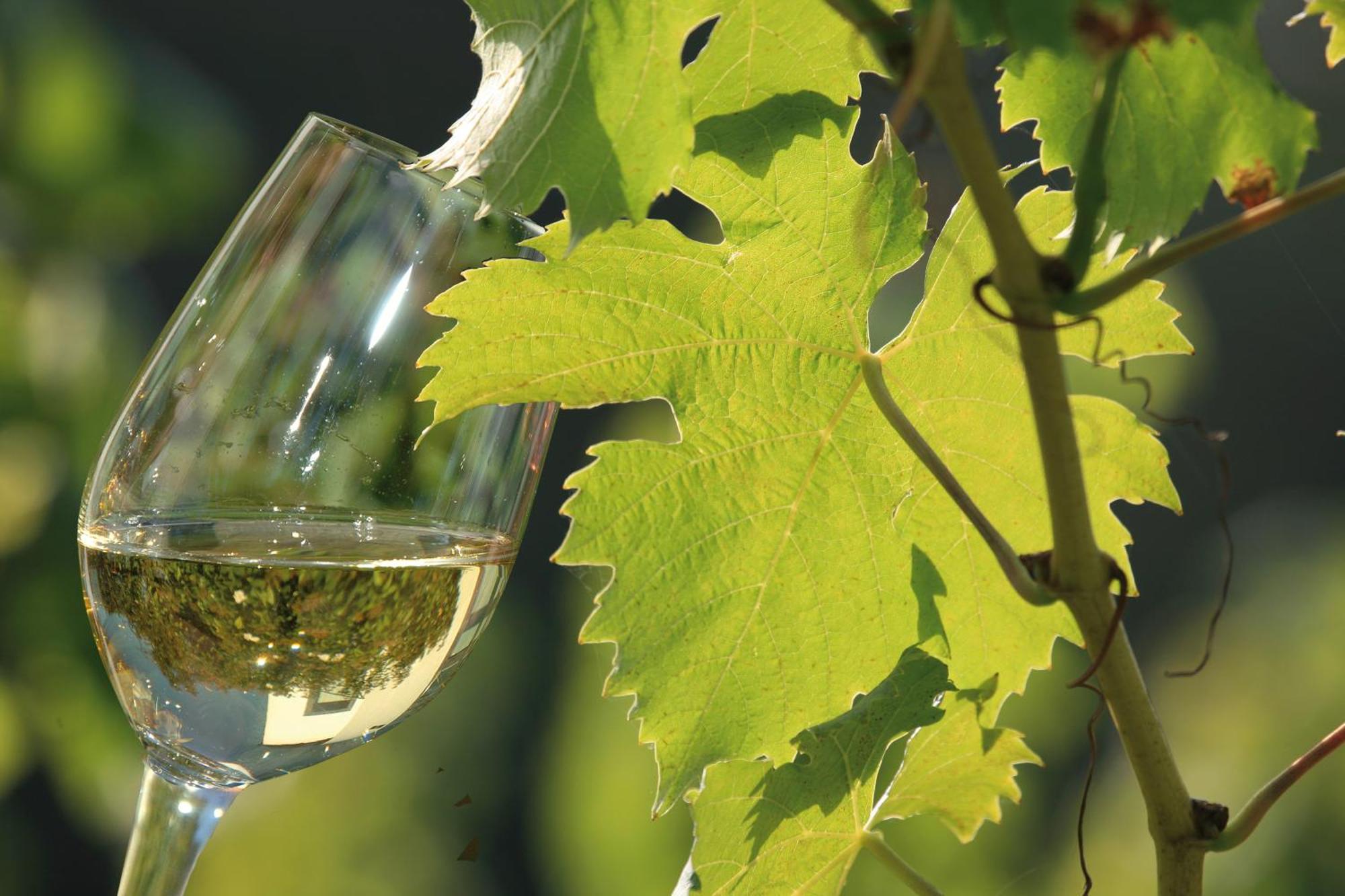 Weingut Rosenbaum